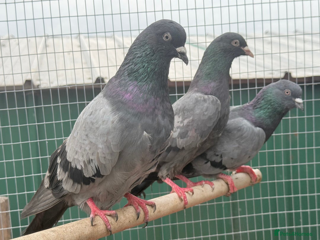 Pigeons birds for sale: X34 Pakistani Pigeons to go - Image 4