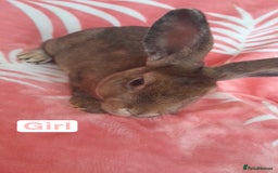 Mixed Breed rabbits for sale: Updated in 7 November bunnies - Advert 8