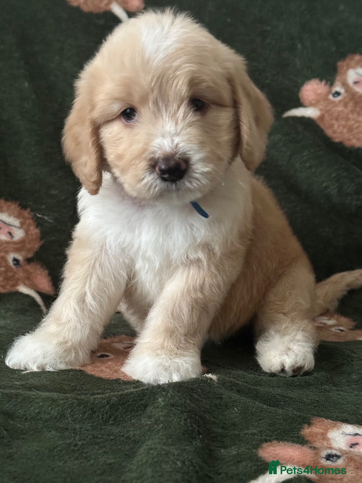 Sheepadoodle dogs Unique mini sheepadoodle mix - Advert 1