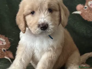 Sheepadoodle dogs Unique mini sheepadoodle mix - Advert 1