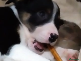 Border Collie dogs *Ready*Chunky Chaps*Ready* - Advert 1