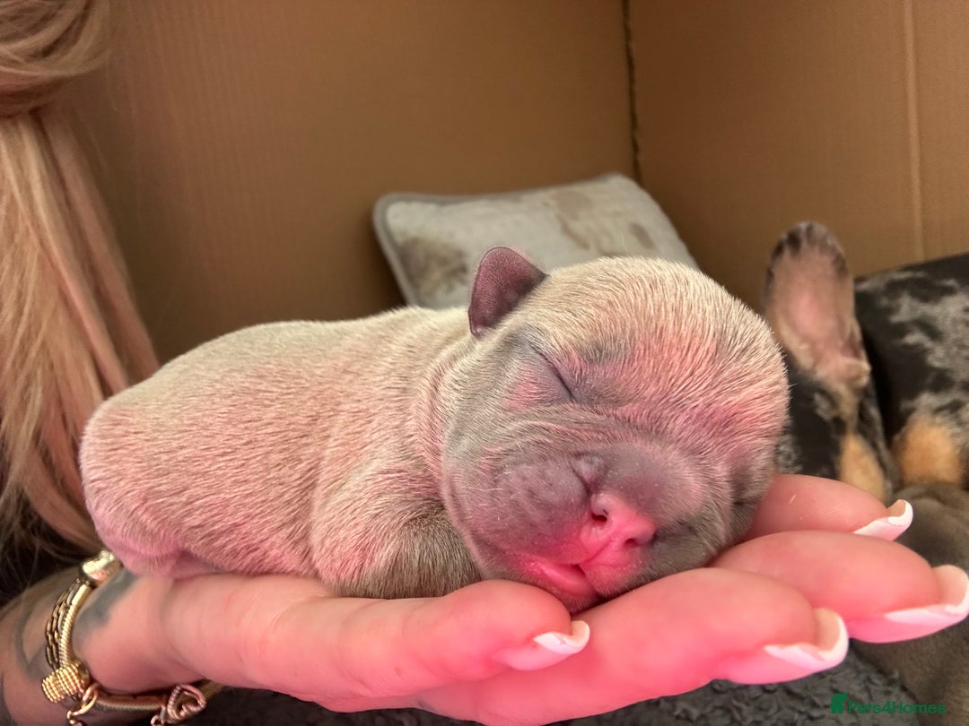 French Bulldog dogs for sale: French bulldog pups  - Image 3