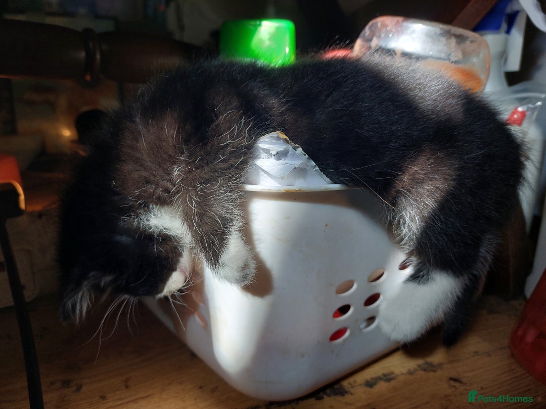Mixed Breed cats for sale: Just 2 beautiful babies  - Image 2
