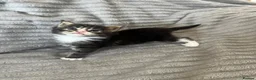 Maine Coon cats for sale: Beautiful Maine coon kittens - Advert 15