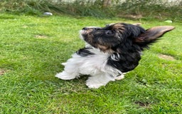Yorkshire Terrier dogs for sale: York puppies for sale - Image 14