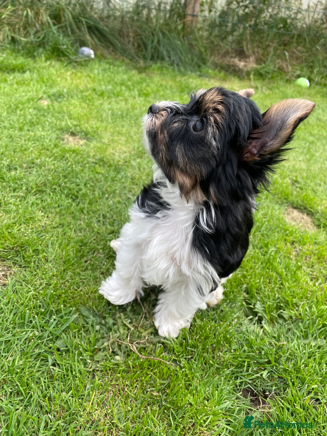 Yorkshire Terrier dogs for sale: York puppies for sale - Image 14