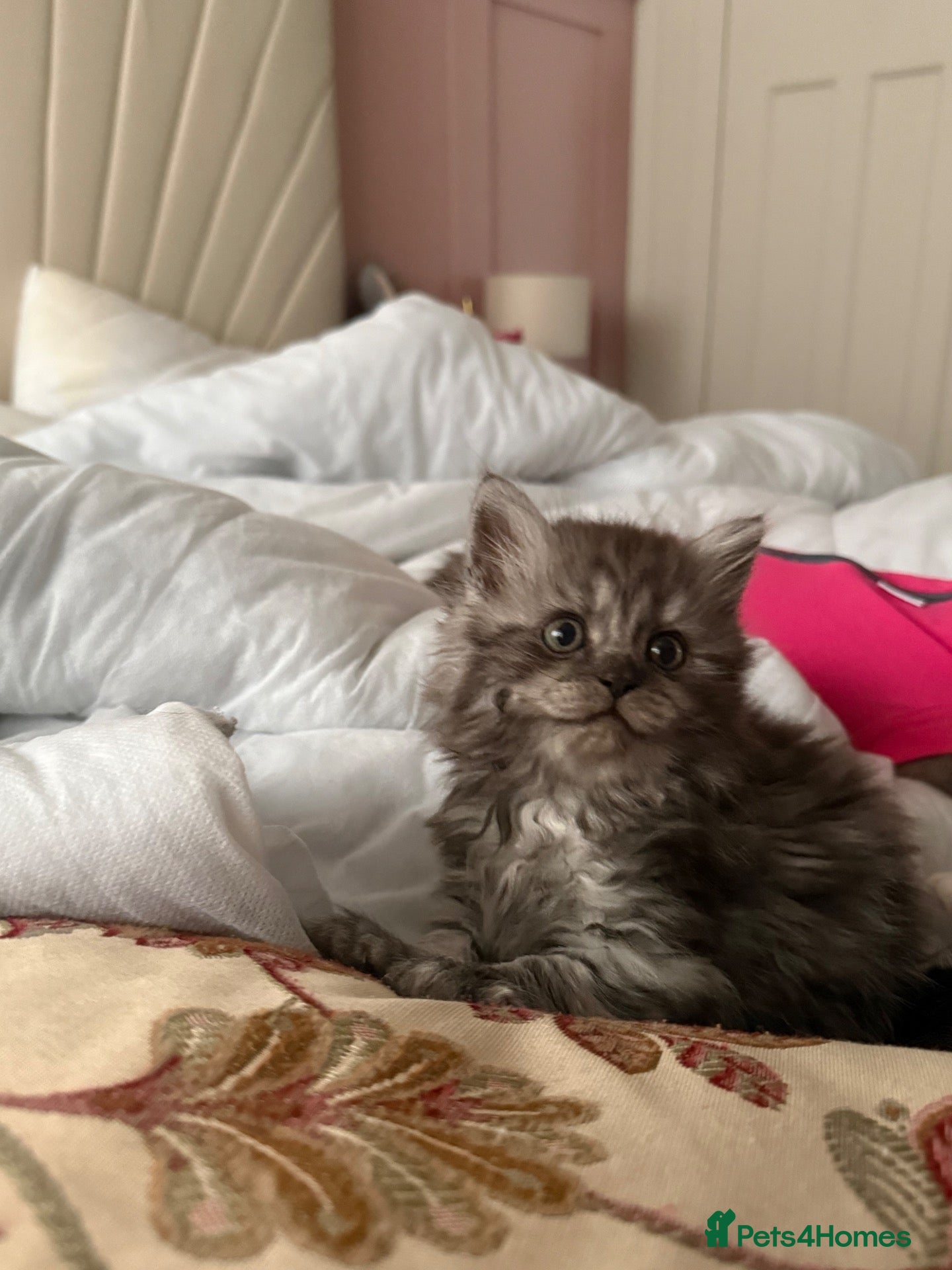 Mixed Breed cats BSH fluffy mixed breed - Advert 10