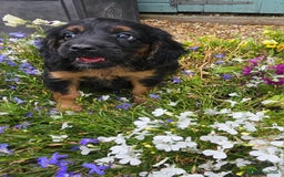 Cockapoo dogs for sale: The best cockapoos - Image 36