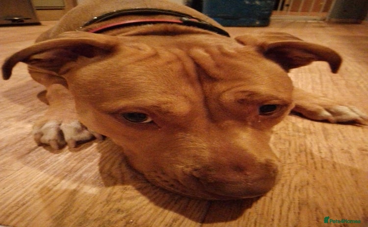 Staffordshire Bull Terrier dogs - Advert 1