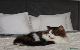 Maine Coon cats for sale: Norwegian Forest Cat - Advert 4