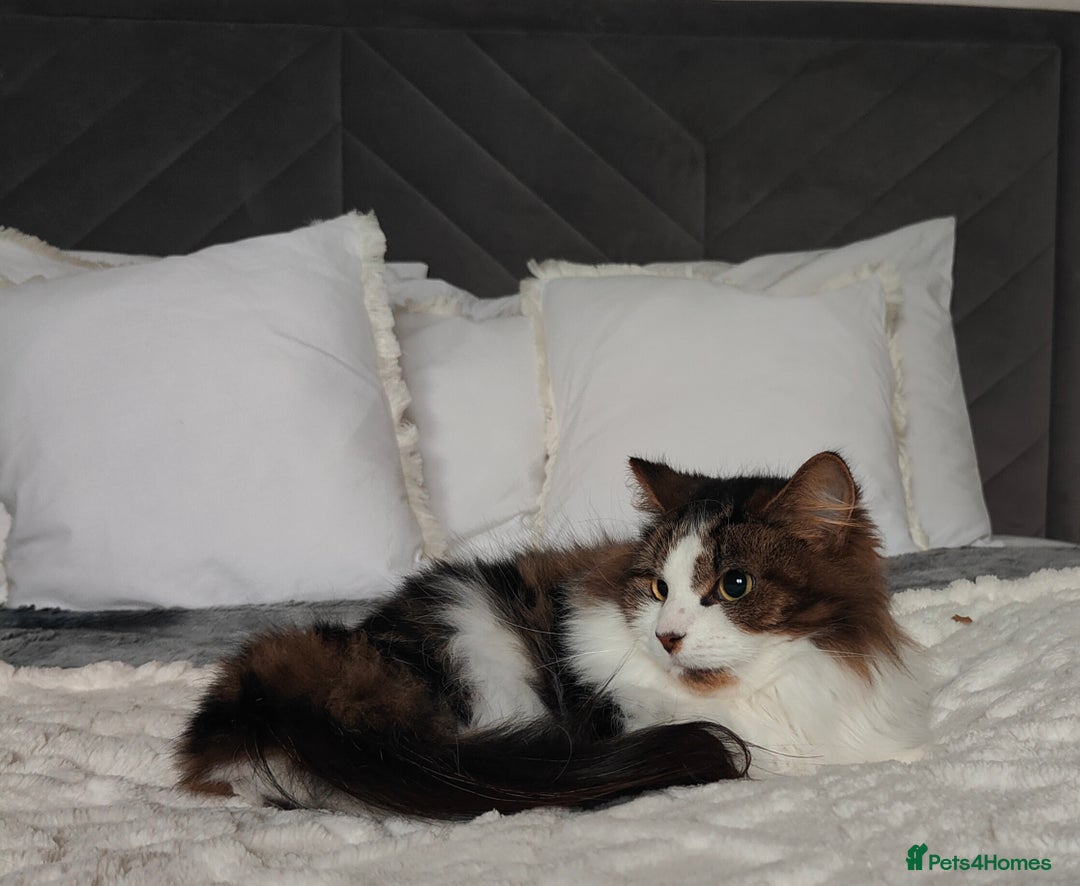 Maine Coon cats for sale: Norwegian Forest Cat - Advert 4