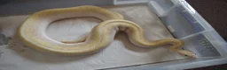 Python Snake reptiles for sale: Adult Female BEL Royal / Ball Python in Bristol - Advert 5
