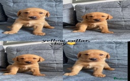 Labrador Retriever dogs for sale: Labrador Retriever Fox Red KC Registered  - Image 4