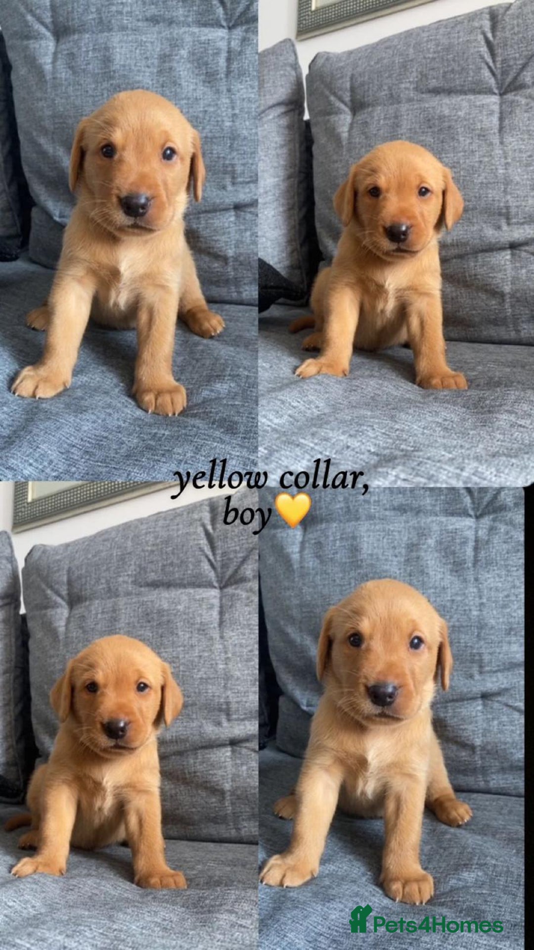 Labrador Retriever dogs for sale: Labrador Retriever Fox Red KC Registered  - Image 4