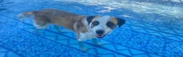 Mixed Breed dogs for adoption: 🐾 Meet Benji 😍😍 - Advert 5