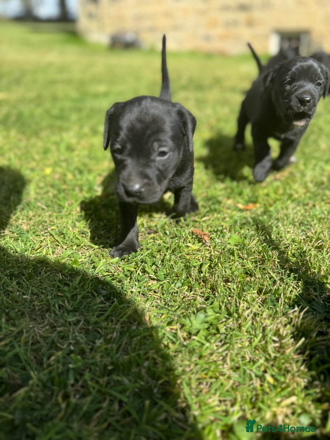 Mixed Breed dogs for sale: Lab x patterdale  - Image 6