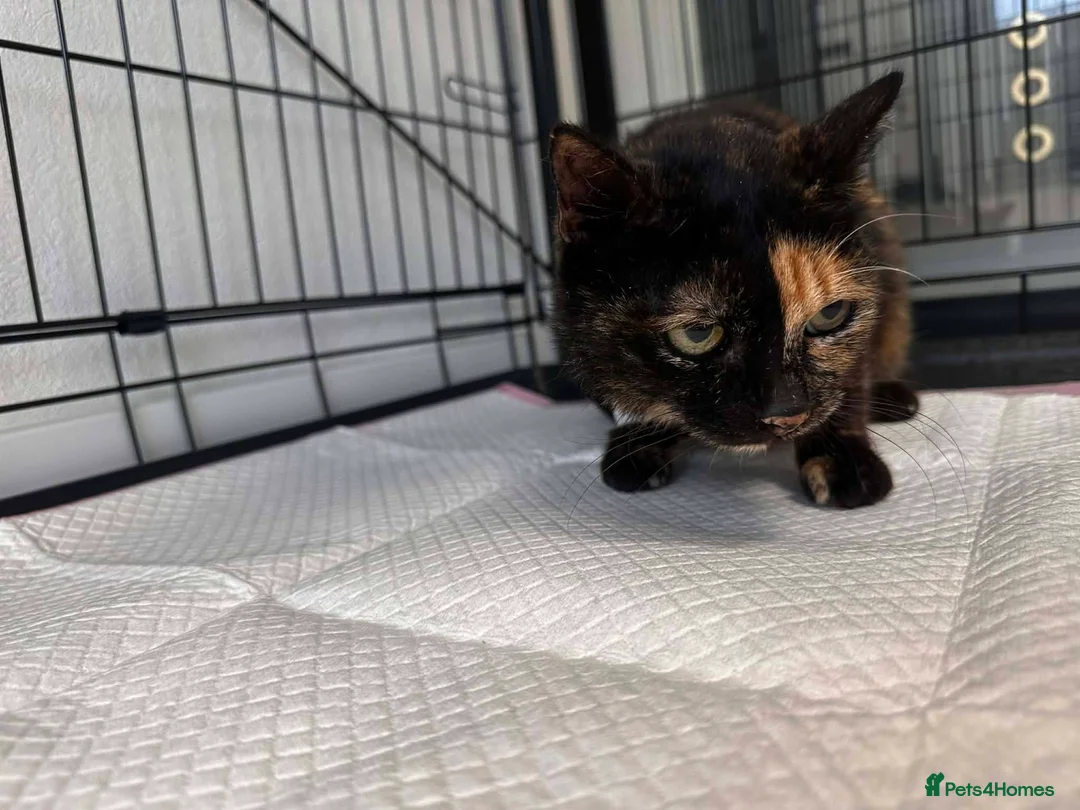 Mixed Breed cats for adoption: Emilie for adoption - Advert 7