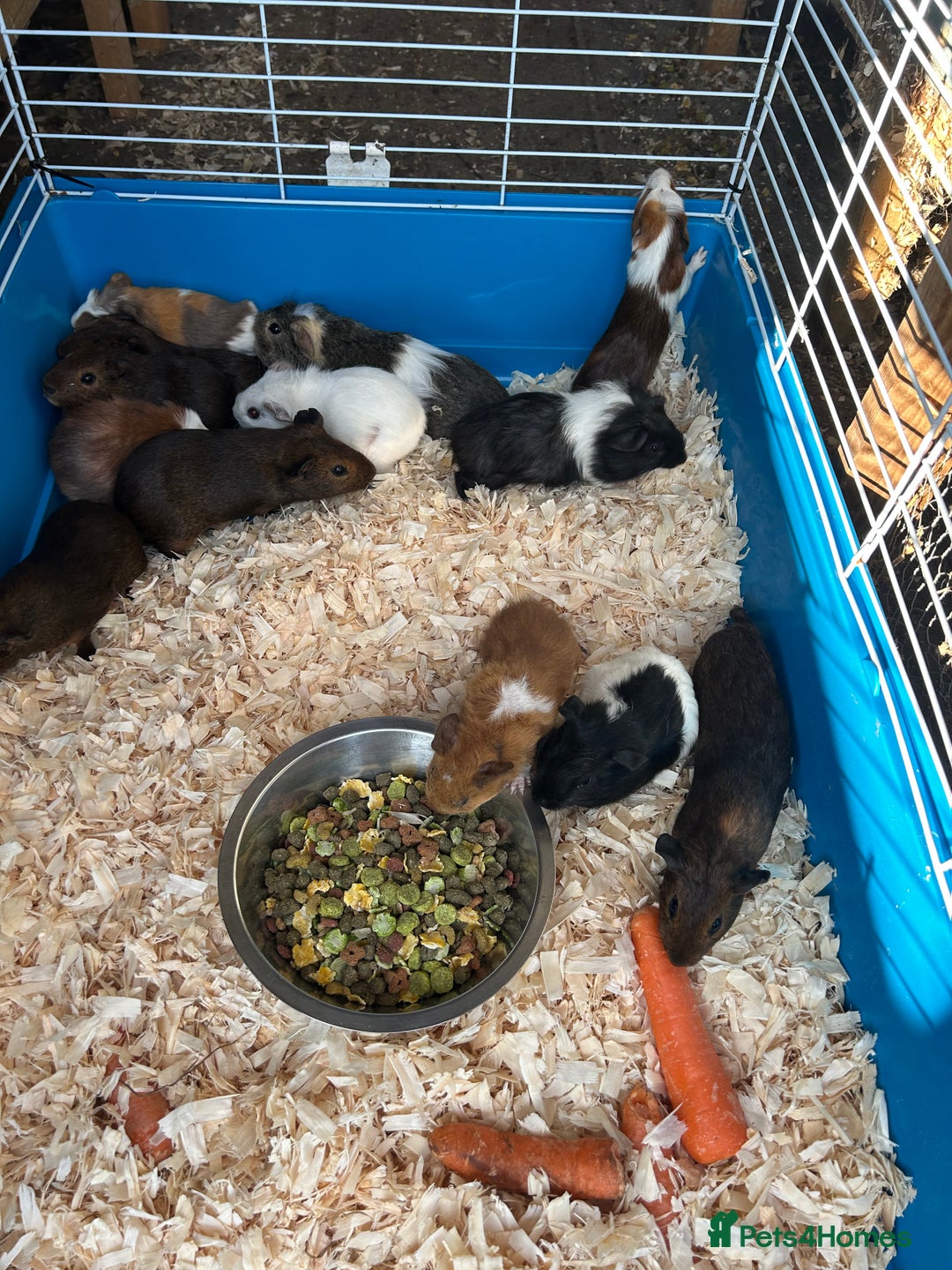 Guinea Pig rodents for sale: Young guinea pigs for sale  - Image 5
