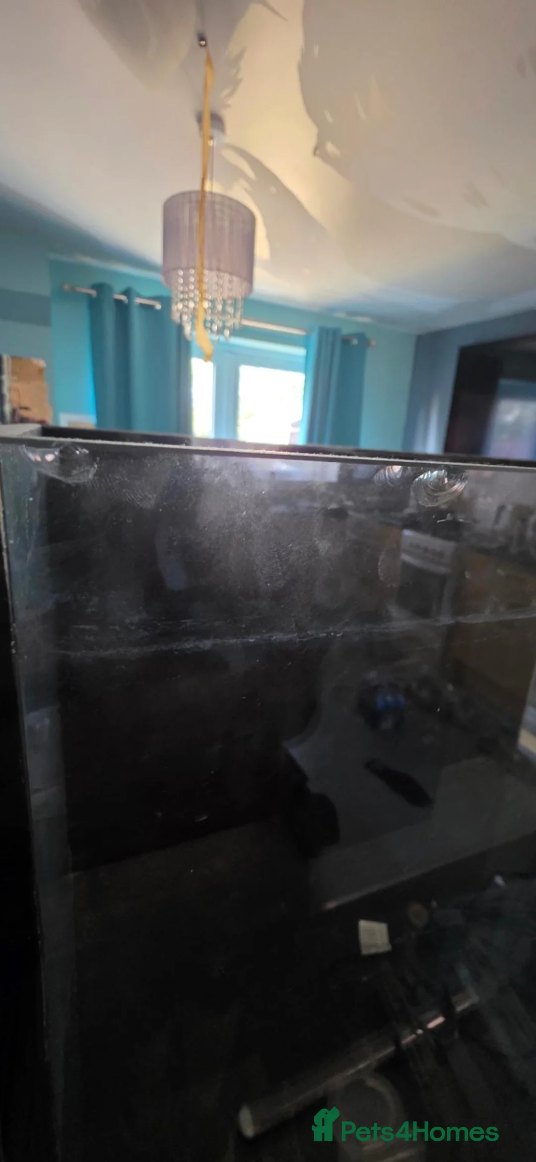 Swordtails fish for sale: Ea reef 900 pro  in Scunthorpe - Advert 11