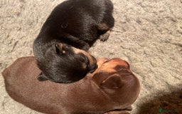 Jack Russell dogs for sale: Beautiful miniature Jack Russell puppies - Advert 5