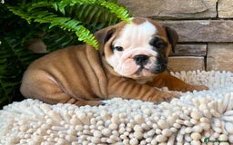 English Bulldog dogs for sale: Beautiful Pure breed English Bulldog Pups - Image 10