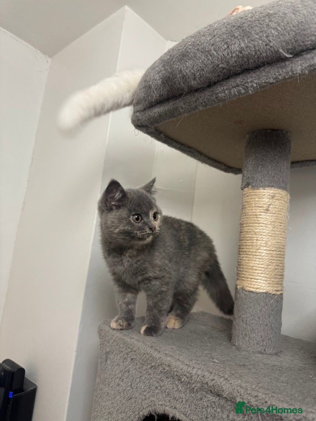 British Shorthair cats for sale: British Shorthair-Blue cream female. - Advert 10
