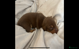 Miniature Dachshund dogs for sale: Beautiful KC registered miniature dachshund  - Image 3