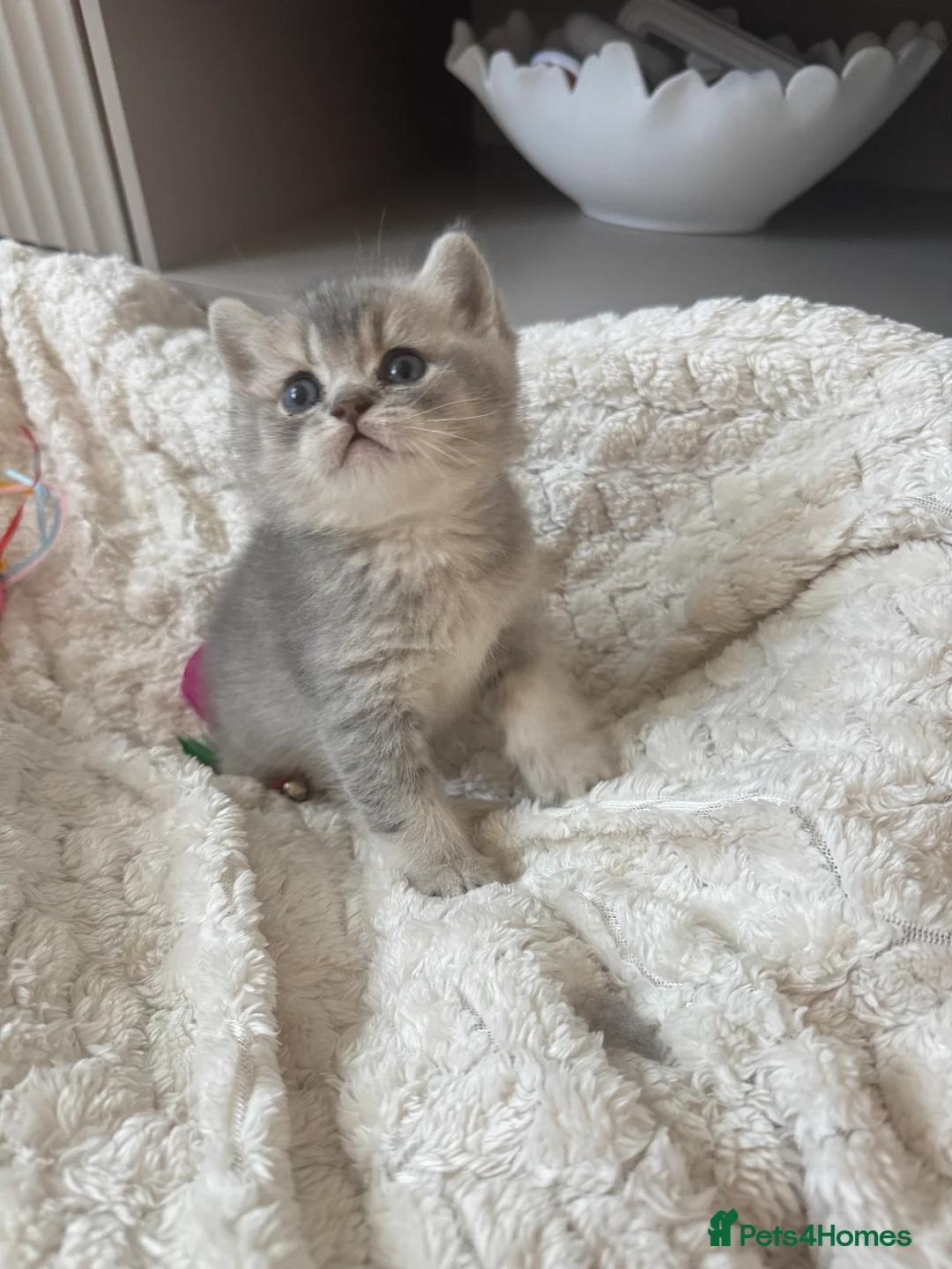 British Shorthair cats for sale: British shorthair female kitten - Advert 4
