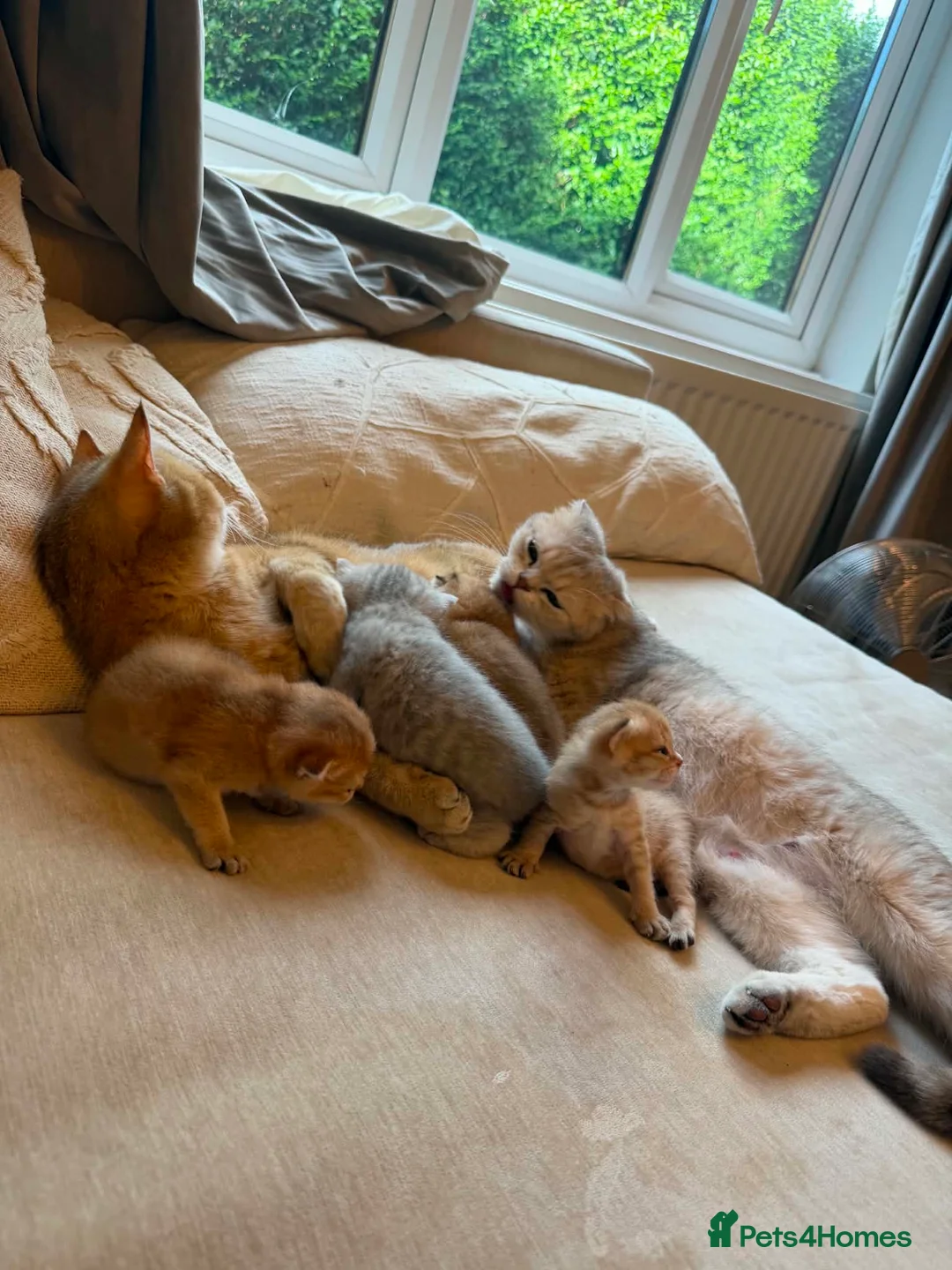Scottish Fold cats for sale: Scottish fold kittens  in Haslemere - Advert 2