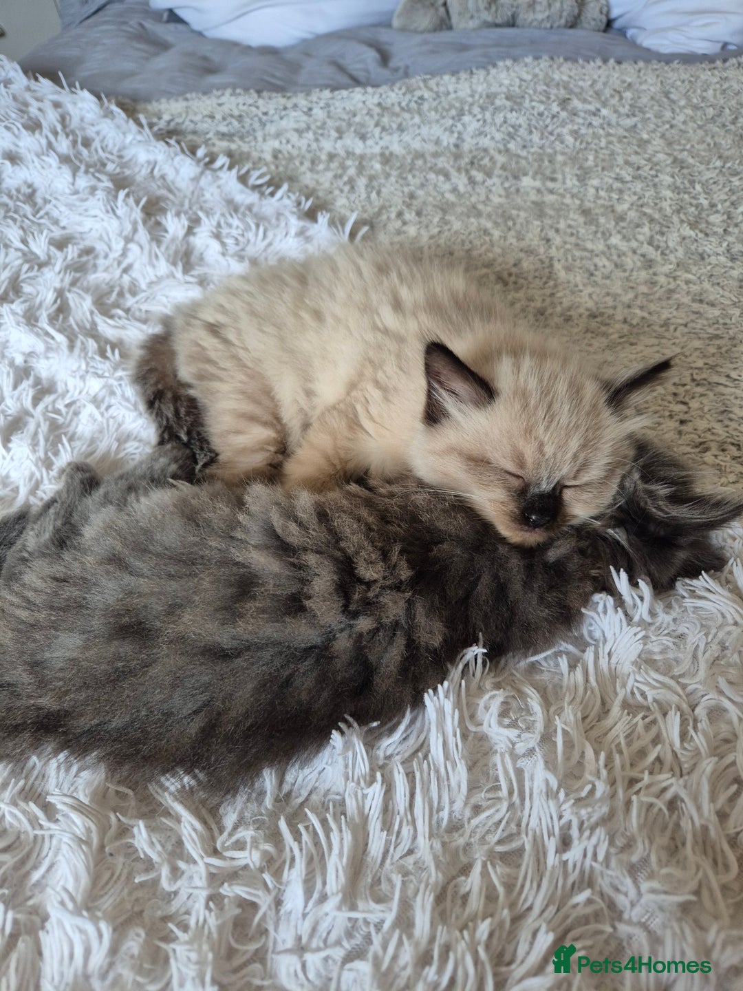 Ragdoll cats for sale: Gorgeous part ragdolls looking for loving homes! - Image 22