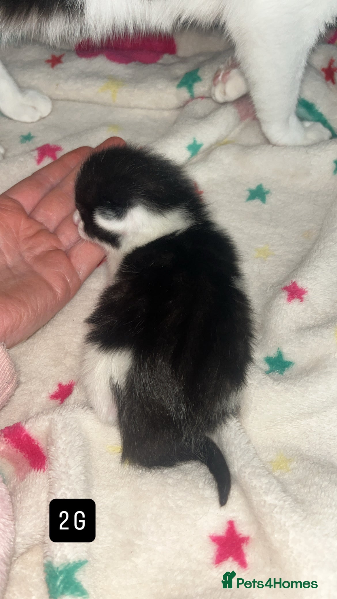 Mixed Breed cats for sale: Kittens for sale  - Advert 4