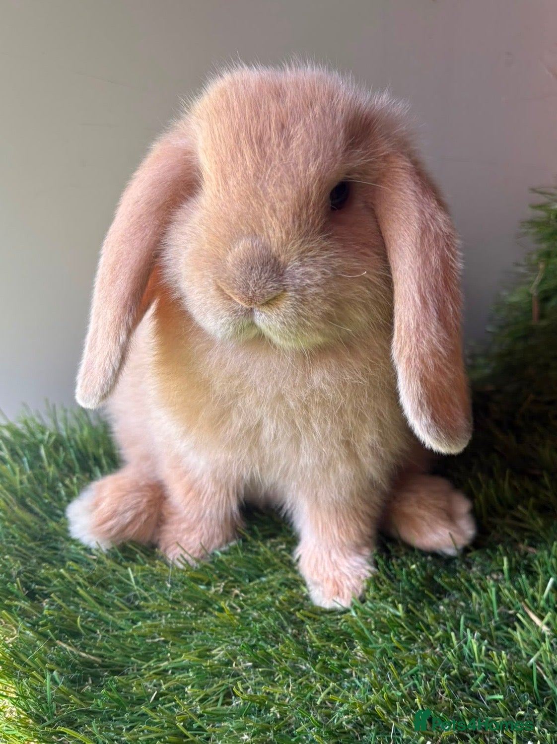 Mini Lop rabbits Stunning mini lop babies - amazing temperaments  - Advert 1