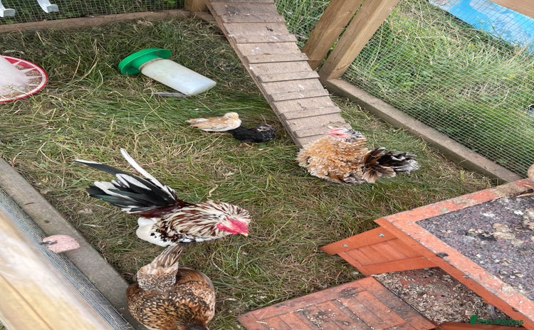 Chickens poultry - Advert 11