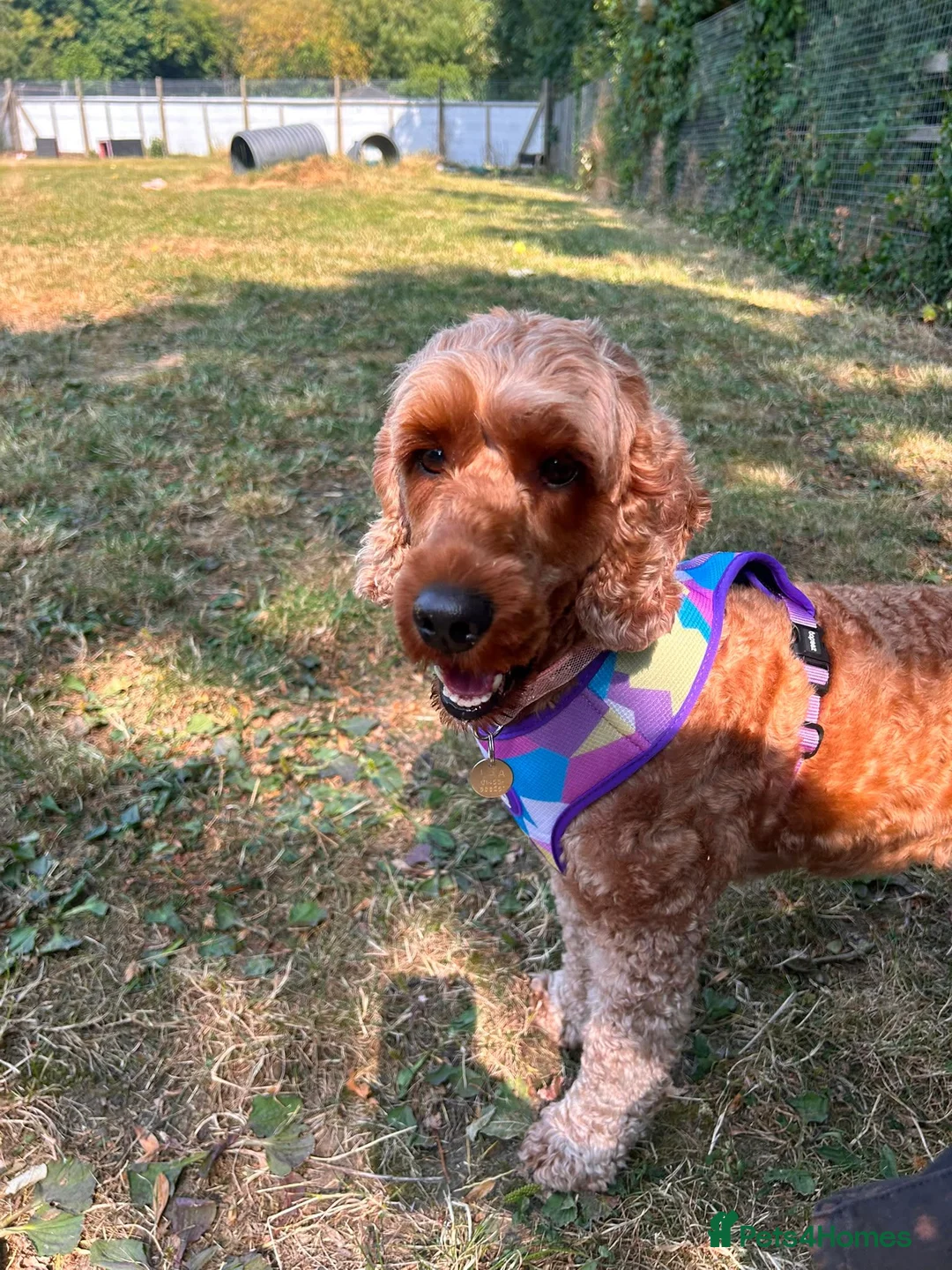 Poodle dogs for adoption: Luna  - Advert 2
