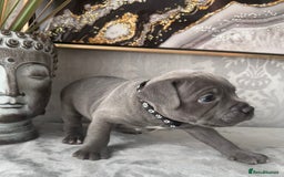 Staffordshire Bull Terrier dogs for sale: Chunky little staffy pups - Image 21