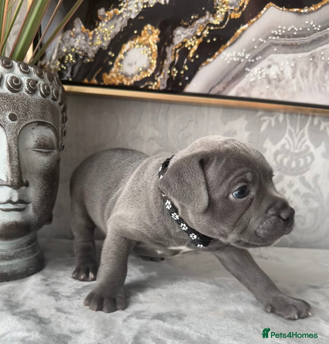Staffordshire Bull Terrier dogs for sale: Chunky little staffy pups - Image 21