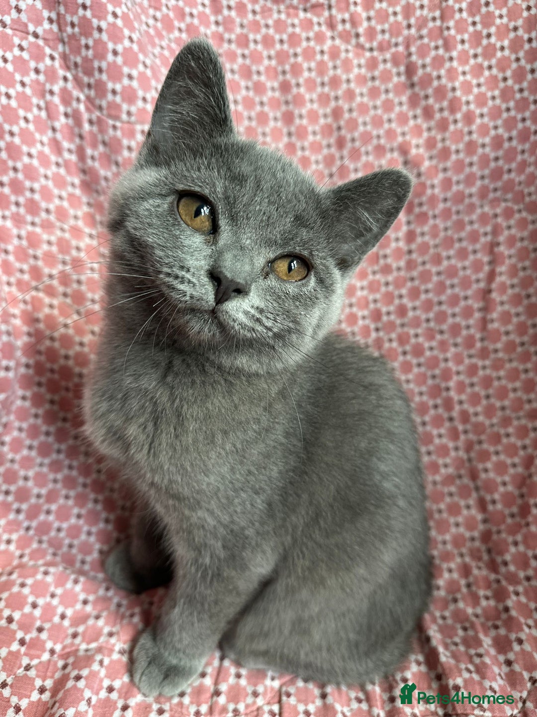 Brazilian Shorthair cats for sale: British shorthair 13 weeks old - Image 4