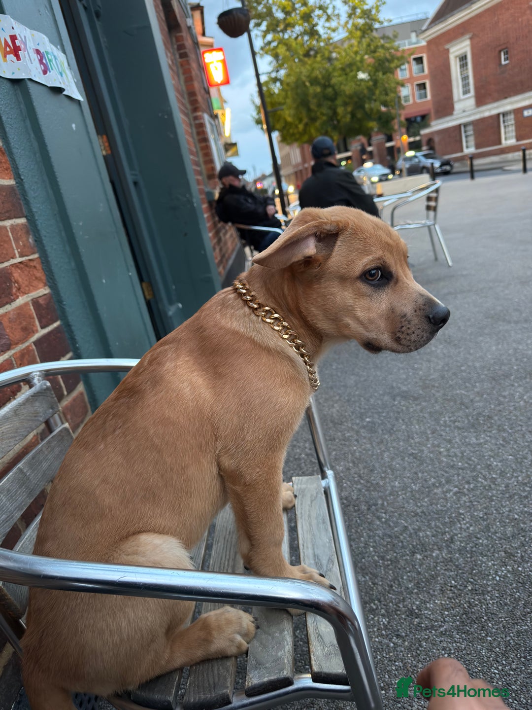 Labrador Retriever dogs for sale: Simba looking for a new family🥰 - Image 3