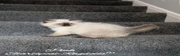 Ragdoll cats for sale: Ready! Stunning GCCF REG PEDIGREE RAGDOLLS - Advert 30