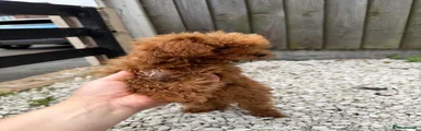 Toy Poodle Puppy 1