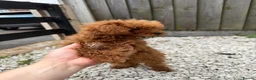 Toy Poodle dogs for sale: Small  **  Asian Poodle Boy in Grays - Advert 3