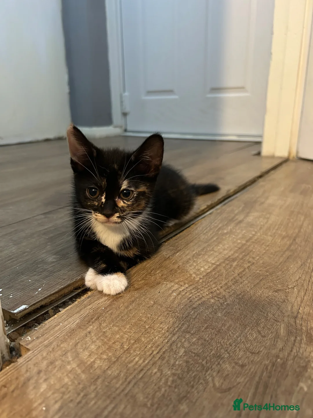 Mixed Breed cats for sale: 🚨KITTEN URGENTLY NEEDING HOME🚨 - Advert 15