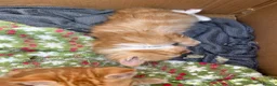 Mixed Breed cats for sale: 5 beautiful kittens  - Advert 4