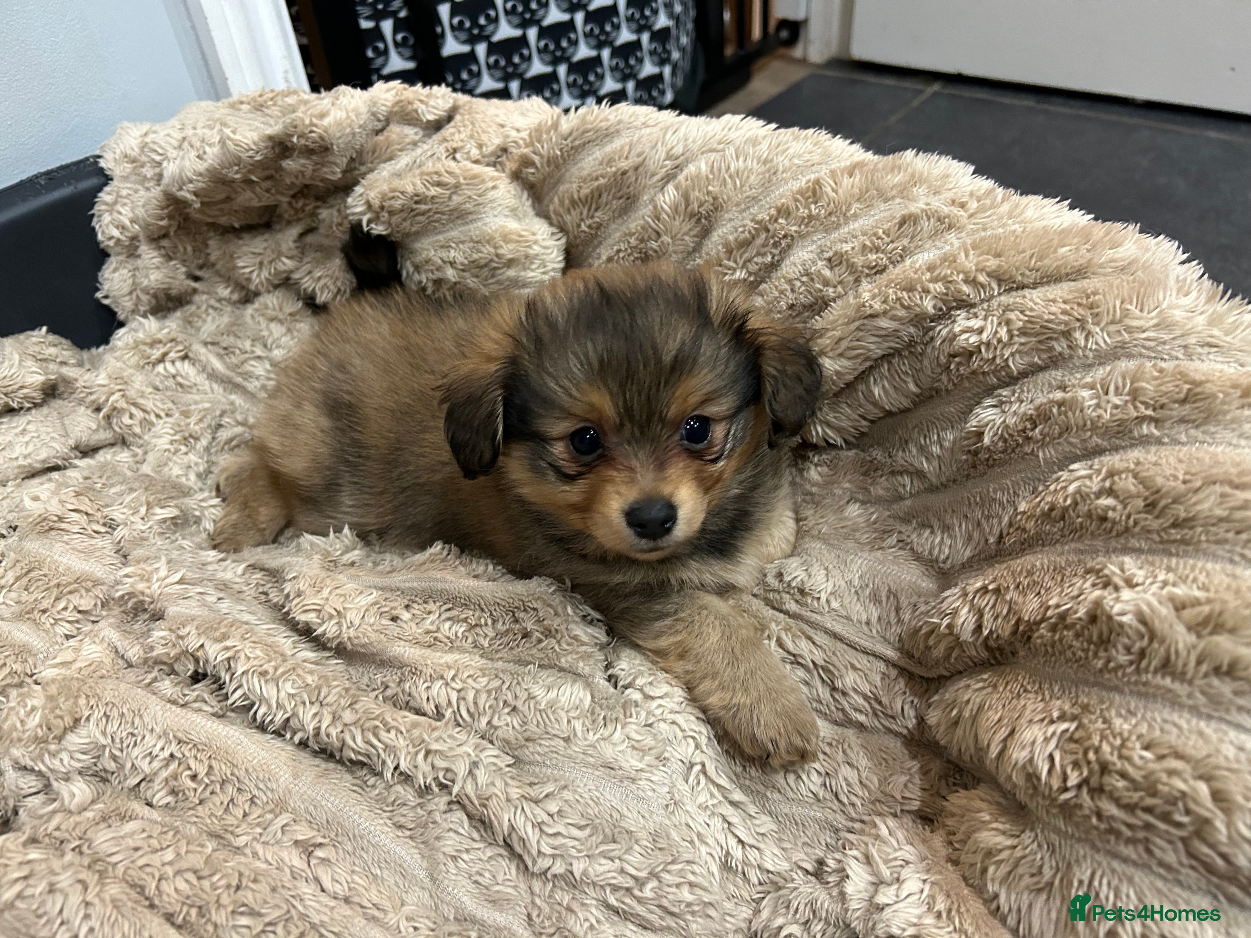 Mixed Breed dogs Miniature dachshund pomeranian sausage dog small  - Advert 2