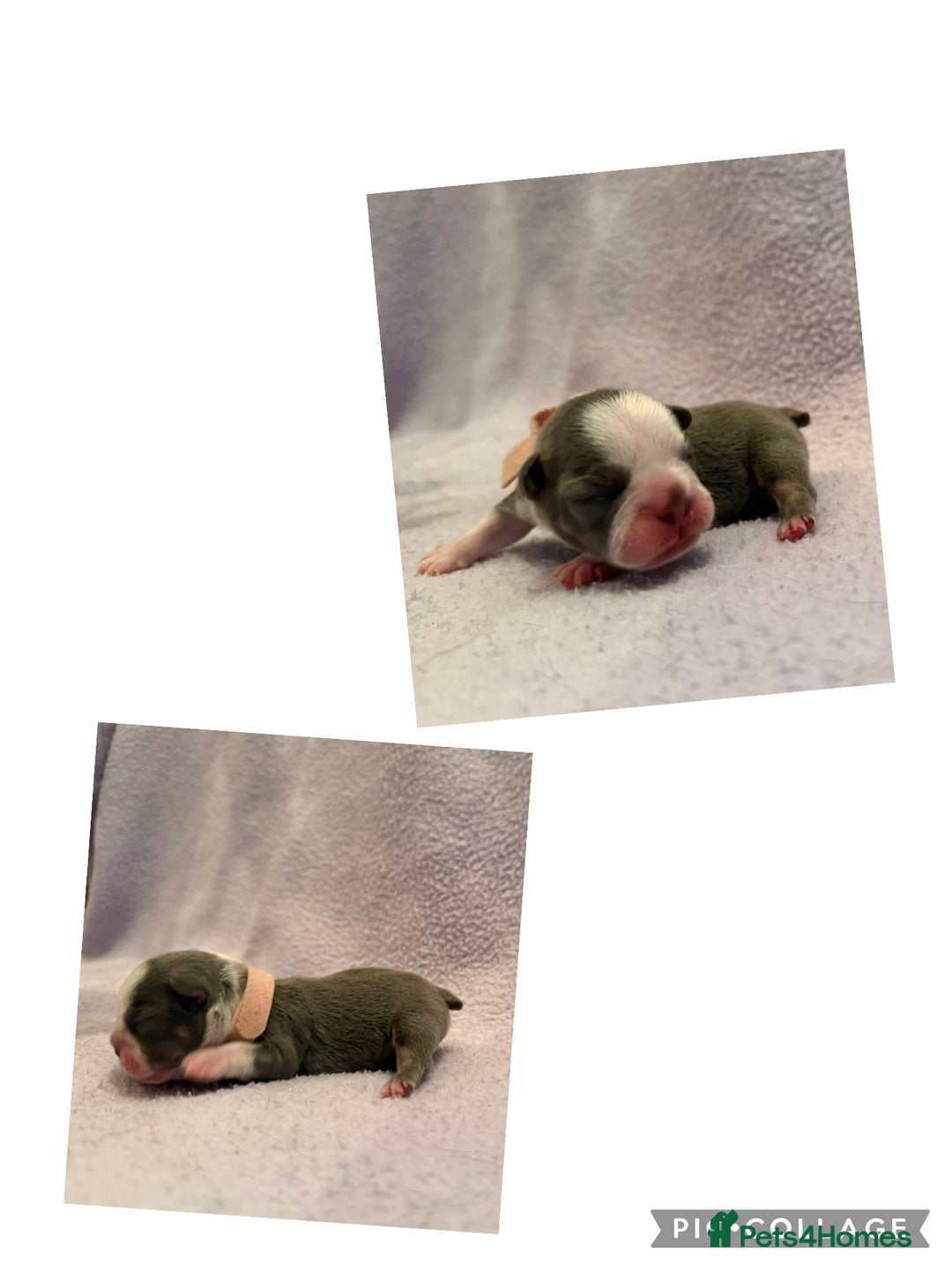 French Bulldog dogs for sale: Beautiful KC registered French Bulldog puppies - Advert 15