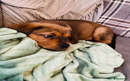 Mixed Breed dogs for sale: Puppy  - Image 1