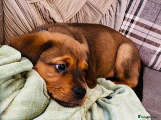 Mixed Breed dogs for sale - Advert 1