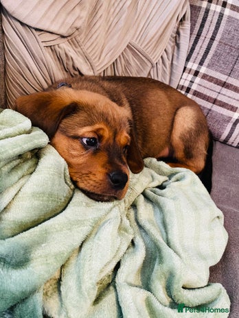 Mixed Breed dogs - Advert 5