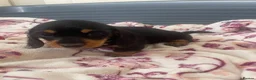 Dachshund dogs for sale: 5 lovely dachshund pups - Advert 24