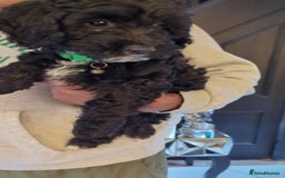 Mixed Breed dogs for sale: Cavapoochon puppies Ready now  - Image 3
